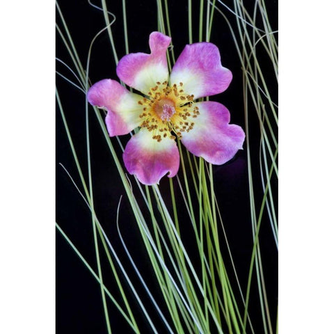 Oregon Close-up of anemone flower with grasses White Modern Wood Framed Art Print by Carter, Jean