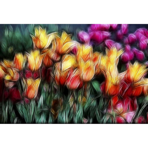 USA, Oregon Abstract of digitally altered tulips Black Modern Wood Framed Art Print by Carter, Jean