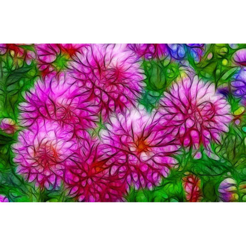 Oregon Abstract of pink dahlias Black Modern Wood Framed Art Print with Double Matting by Carter, Jean