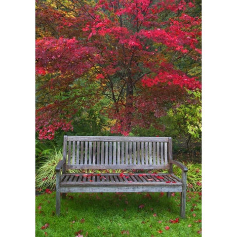 OR Garden bench and Japanese maple tree Black Modern Wood Framed Art Print by Carter, Jean