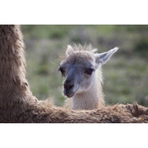 Oregon Captive baby llama and back of mother White Modern Wood Framed Art Print by Carter, Jean