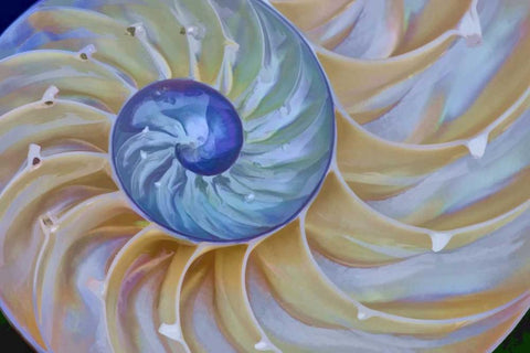 Oregon Chambered nautilus cut in half Black Ornate Wood Framed Art Print with Double Matting by Carter, Jean