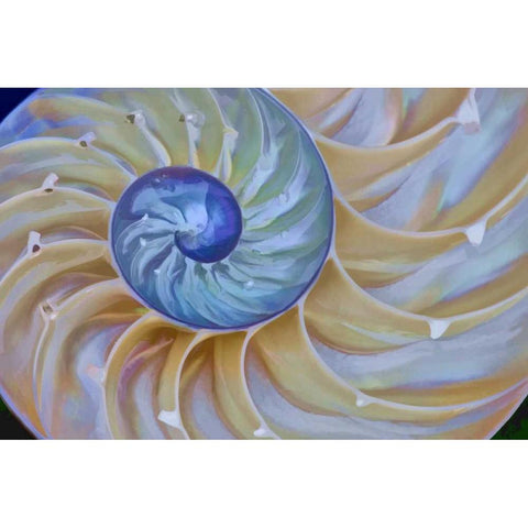 Oregon Chambered nautilus cut in half Black Modern Wood Framed Art Print by Carter, Jean