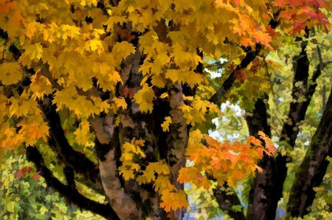 OR, Scottsburg Maple tree in Scottsburg Co Park Black Ornate Wood Framed Art Print with Double Matting by Carter, Jean