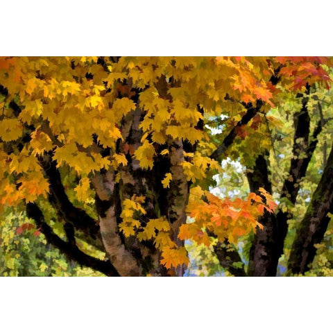 OR, Scottsburg Maple tree in Scottsburg Co Park White Modern Wood Framed Art Print by Carter, Jean