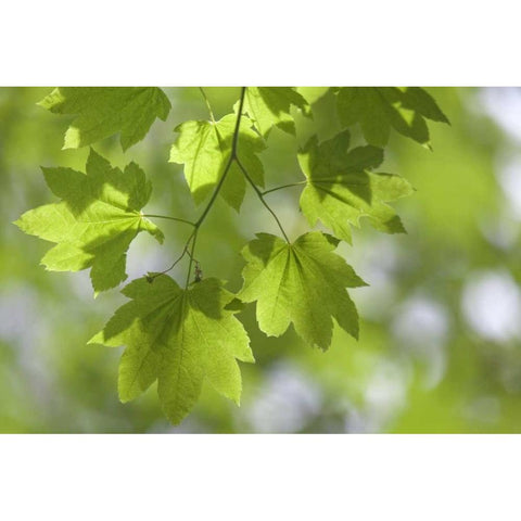 OR, Silverton Vine maple in Silver Falls SP White Modern Wood Framed Art Print by Paulson, Don