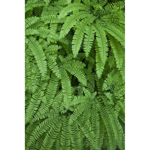 OR Maidenhair ferns in Silver Falls SP Gold Ornate Wood Framed Art Print with Double Matting by Paulson, Don