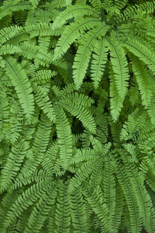 OR Maidenhair ferns in Silver Falls SP White Modern Wood Framed Art Print with Double Matting by Paulson, Don