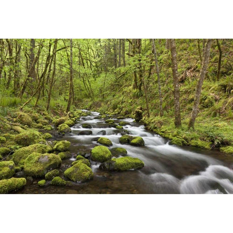 Oregon, Columbia River Gorge Gorton Creek White Modern Wood Framed Art Print by Paulson, Don