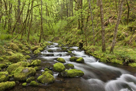 Oregon, Columbia River Gorge Gorton Creek White Modern Wood Framed Art Print with Double Matting by Paulson, Don