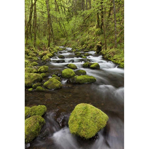 Oregon, Columbia River Gorge Gorton Creek Black Modern Wood Framed Art Print with Double Matting by Paulson, Don