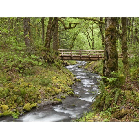 OR, Columbia Gorge Wooden bridge over Creek Gold Ornate Wood Framed Art Print with Double Matting by Paulson, Don