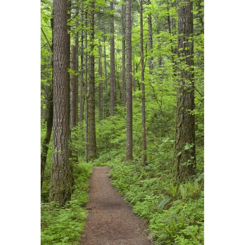 Oregon, Columbia River Gorge Elowah Falls Trail Black Modern Wood Framed Art Print by Paulson, Don
