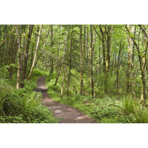 Oregon, Columbia River Gorge Elowah Falls Trail White Modern Wood Framed Art Print by Paulson, Don
