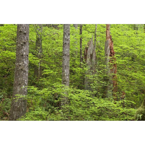 OR, Columbia Gorge Forest from Eagle Creek Trail Gold Ornate Wood Framed Art Print with Double Matting by Paulson, Don