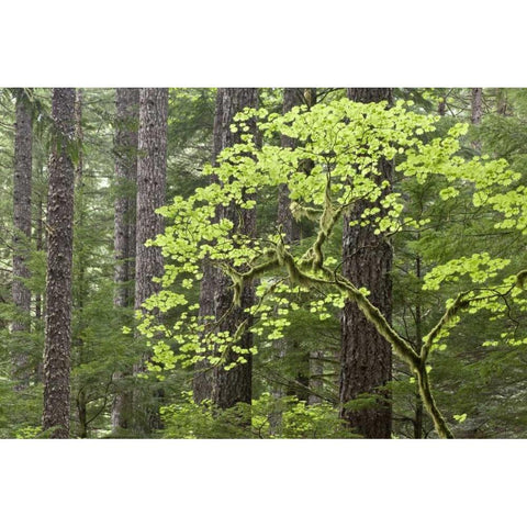 OR, Columbia Gorge Forest from Eagle Creek Trail Black Modern Wood Framed Art Print by Paulson, Don