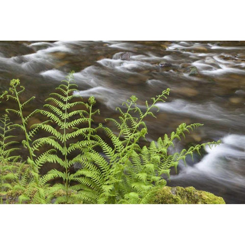 OR, Columbia Gorge Lady fern by Tanner Creek White Modern Wood Framed Art Print by Paulson, Don