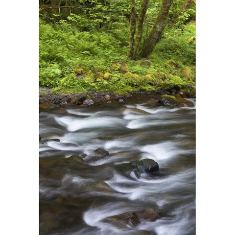 Oregon, Columbia River Gorge Tanner Creek White Modern Wood Framed Art Print by Paulson, Don