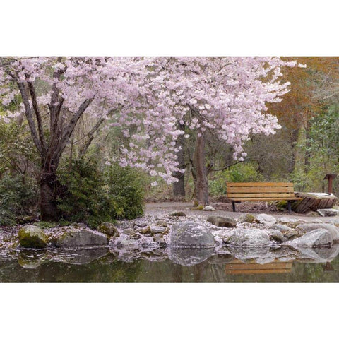 Oregon, Ashland Spring scenic in Lithia Park Black Modern Wood Framed Art Print with Double Matting by Paulson, Don