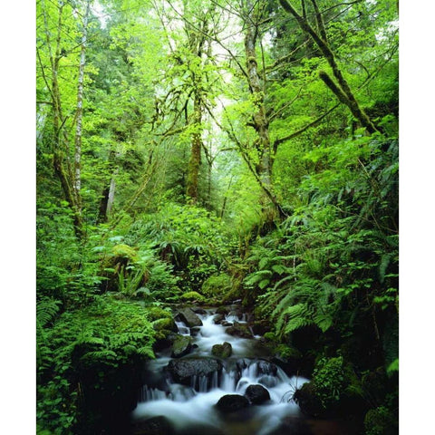 USA, Oregon, A stream in an old-growth forest Black Modern Wood Framed Art Print with Double Matting by Talbot Frank, Christopher