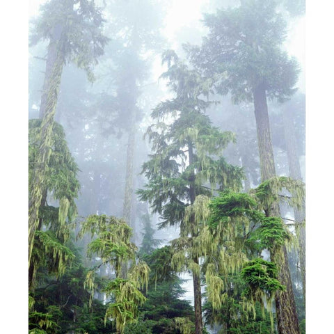 OR, Old-growth Douglas Fir tree in the rainforest Black Modern Wood Framed Art Print by Talbot Frank, Christopher