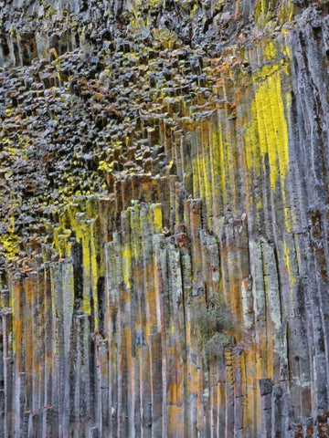 OR, Columnar basalt covered with lichen White Modern Wood Framed Art Print with Double Matting by Terrill, Steve