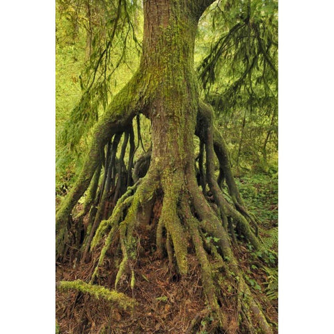 OR, Tryon Creek Cedar growing from nursery stump Black Modern Wood Framed Art Print with Double Matting by Terrill, Steve