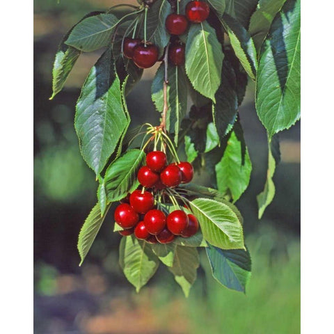 Oregon, Mosier Cherries hanging in tree Black Modern Wood Framed Art Print by Terrill, Steve