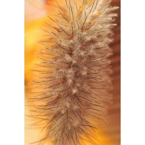 Oregon, Portland Rabbits-foot clover seed Black Modern Wood Framed Art Print by Terrill, Steve