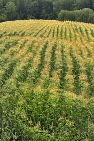 USA, Oregon Rows of corn on Sauvie Island White Modern Wood Framed Art Print with Double Matting by Terrill, Steve