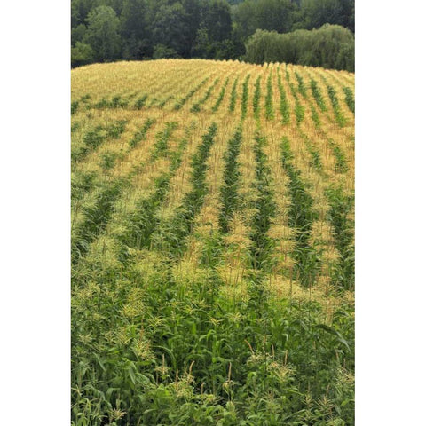 USA, Oregon Rows of corn on Sauvie Island Black Modern Wood Framed Art Print with Double Matting by Terrill, Steve