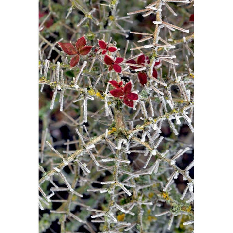 Oregon Close-up of frosted cotoneaster plant White Modern Wood Framed Art Print by Terrill, Steve