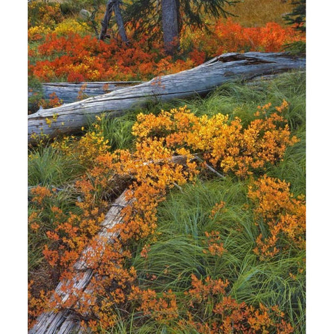 OR, Willamette NF Backcountry meadow in autumn Gold Ornate Wood Framed Art Print with Double Matting by Terrill, Steve
