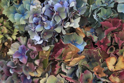 USA, Oregon, Portland Hydrangeas in garden Black Ornate Wood Framed Art Print with Double Matting by Terrill, Steve