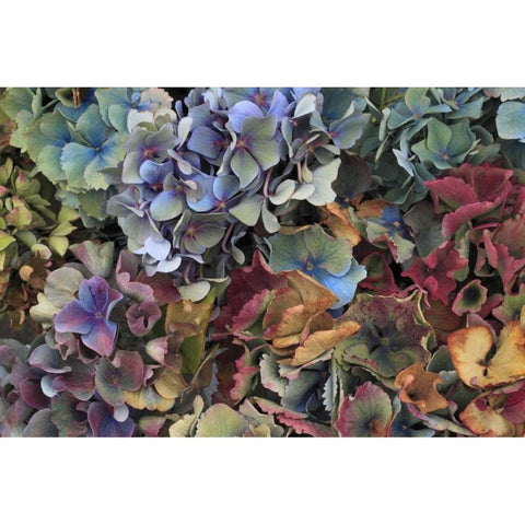 USA, Oregon, Portland Hydrangeas in garden Black Modern Wood Framed Art Print by Terrill, Steve