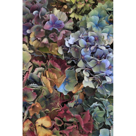 USA, Oregon, Portland Hydrangeas in garden Black Modern Wood Framed Art Print by Terrill, Steve