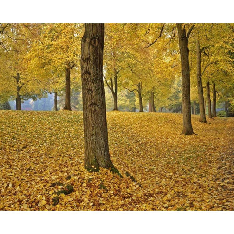 OR, Portland American linden trees in autumn White Modern Wood Framed Art Print by Terrill, Steve