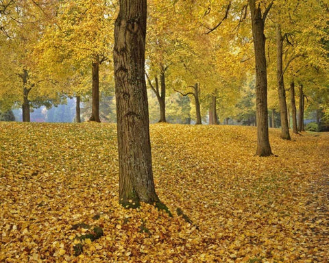 OR, Portland American linden trees in autumn Black Ornate Wood Framed Art Print with Double Matting by Terrill, Steve