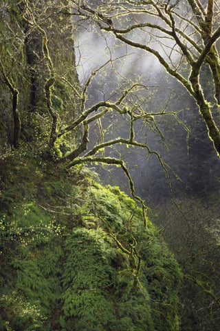 OR, Columbia Gorge NSA Moss-covered maple trees White Modern Wood Framed Art Print with Double Matting by Terrill, Steve