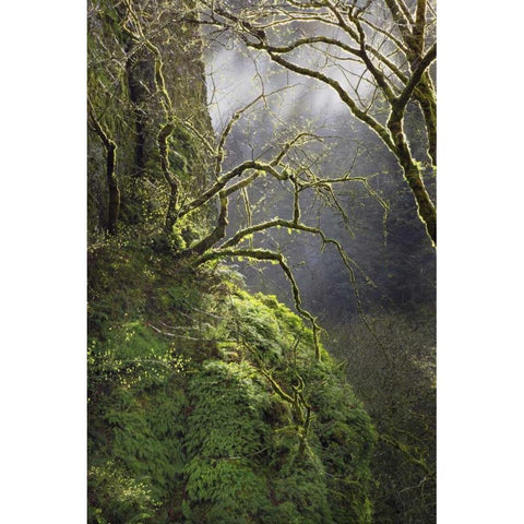 OR, Columbia Gorge NSA Moss-covered maple trees Black Modern Wood Framed Art Print by Terrill, Steve