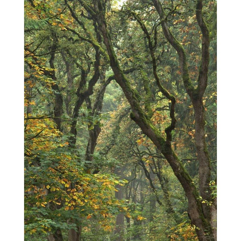 Oregon, Champoeg SP Autumn forest trees Black Modern Wood Framed Art Print by Terrill, Steve