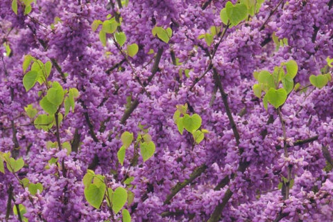 OR, Blossoms on redbud tree in Multnomah Co, White Modern Wood Framed Art Print with Double Matting by Terrill, Steve