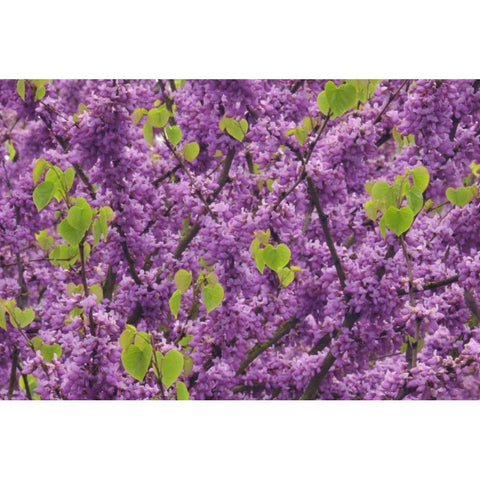 OR, Blossoms on redbud tree in Multnomah Co, Black Modern Wood Framed Art Print by Terrill, Steve