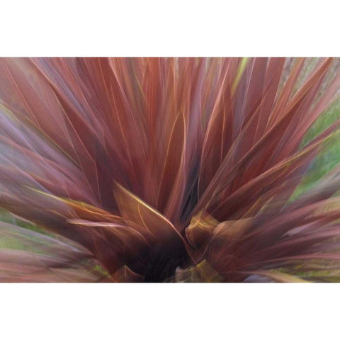 USA, Oregon, Portland Abstract of red flax plant Gold Ornate Wood Framed Art Print with Double Matting by Terrill, Steve