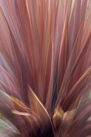 USA, Oregon, Portland Abstract of red flax plant Black Ornate Wood Framed Art Print with Double Matting by Terrill, Steve