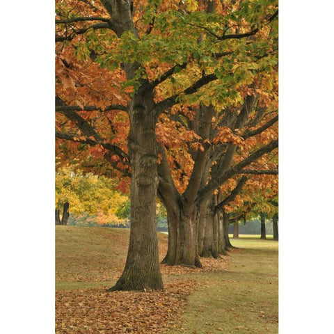 USA, Oregon, Portland Red oaks at Fernhill Park Black Modern Wood Framed Art Print by Terrill, Steve
