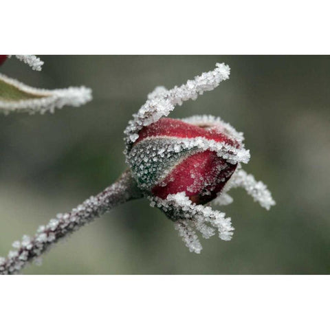 USA, Oregon Roses draped with frost Gold Ornate Wood Framed Art Print with Double Matting by Terrill, Steve