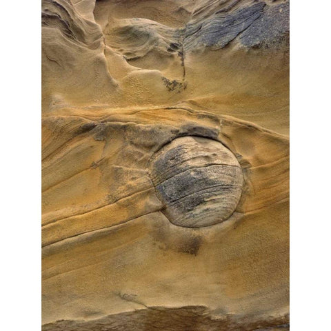 OR, Shore Acres SP Round rock in sandstone Gold Ornate Wood Framed Art Print with Double Matting by Terrill, Steve
