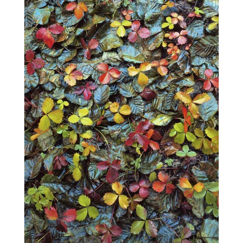 OR, Mt Hood NF Wild strawberry and alder leaves White Modern Wood Framed Art Print by Terrill, Steve