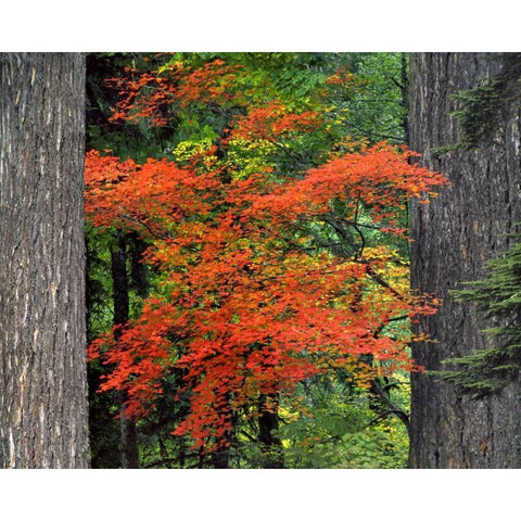 OR, Mt Hood NF Vine maple and Douglas fir trees Gold Ornate Wood Framed Art Print with Double Matting by Terrill, Steve
